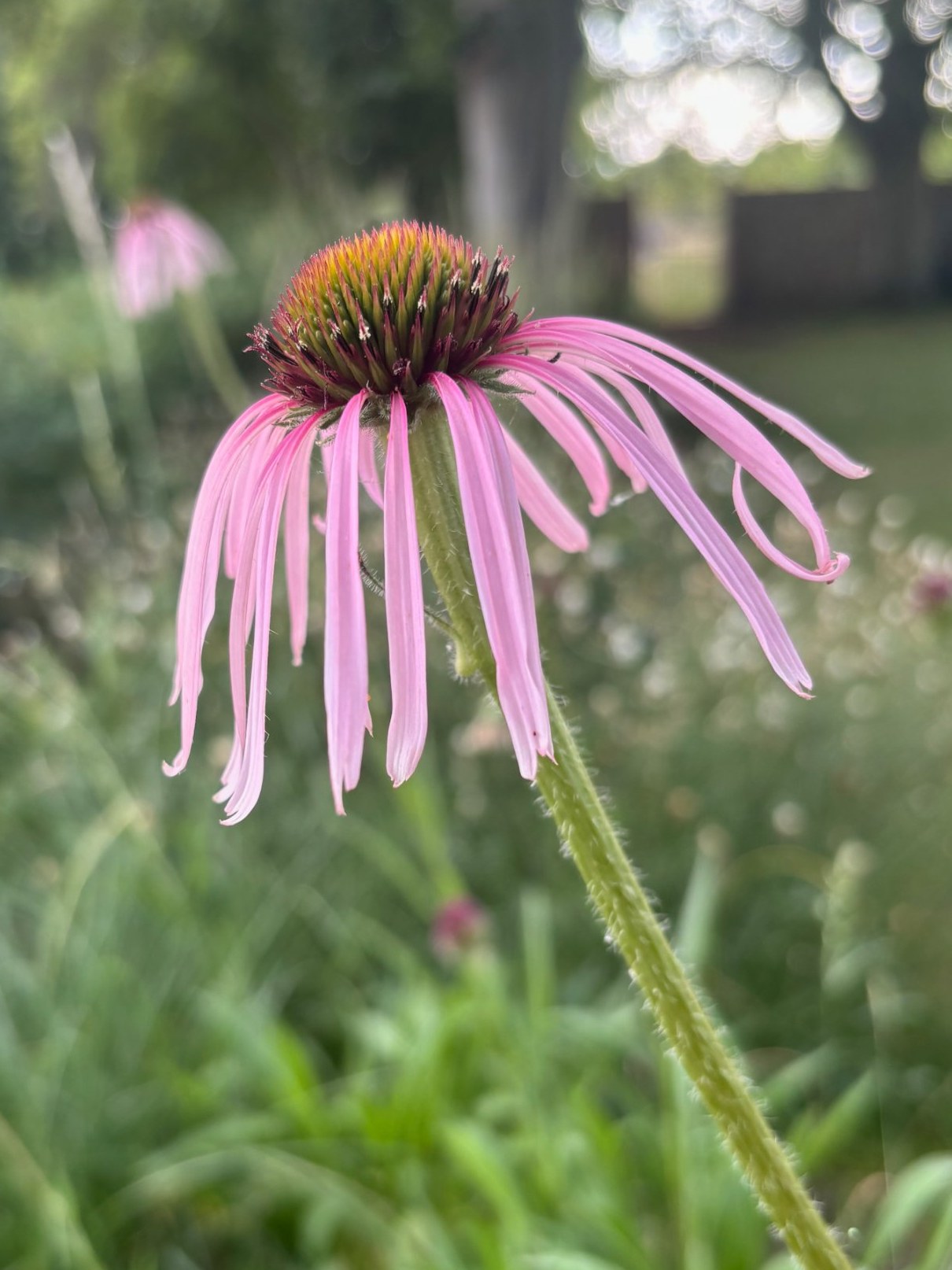 A pale pink coneflower with long, drooping petals, set against soft green grasses and trees